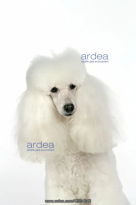 : DOG - Miniature Poodle : DOG - Miniature Poodle