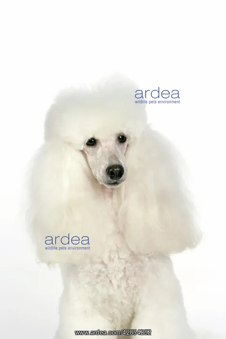 : DOG - Miniature Poodle : DOG - Miniature Poodle