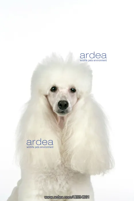 : DOG - Miniature Poodle : DOG - Miniature Poodle