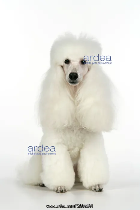 : DOG. miniature Poodle : DOG. miniature Poodle