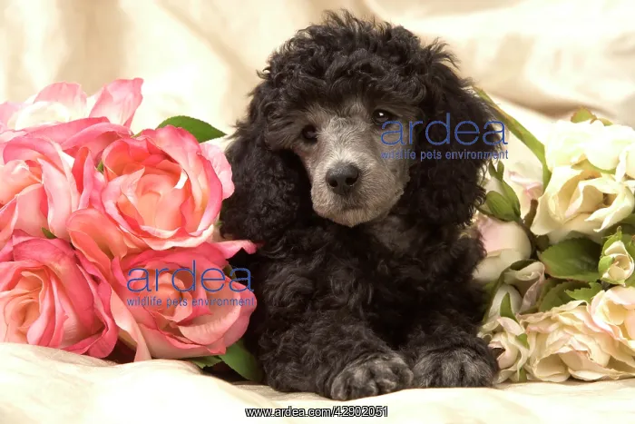  : Dog - Miniature Poodle