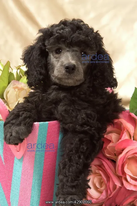  : Dog - Miniature Poodle