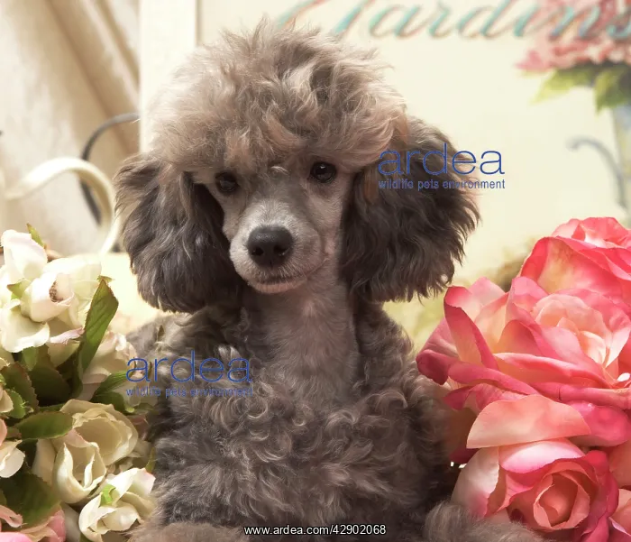  : Dog - Miniature Poodle