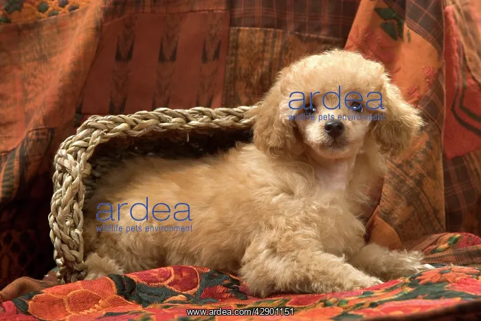 : Dog - Miniature Poodle - apricot