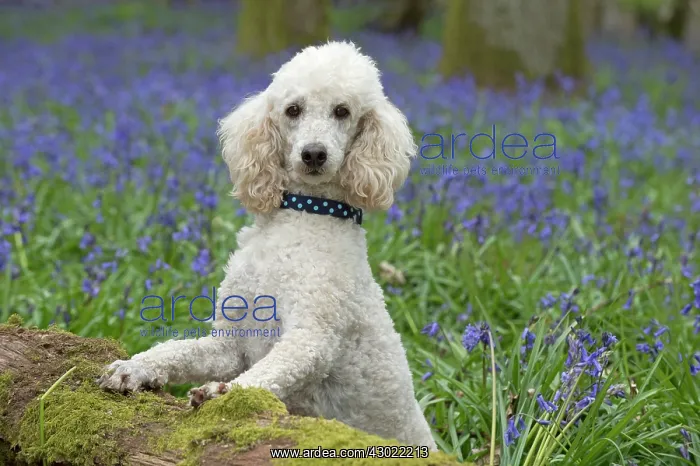  : Dog Miniature Poodle in a Bluebell wood