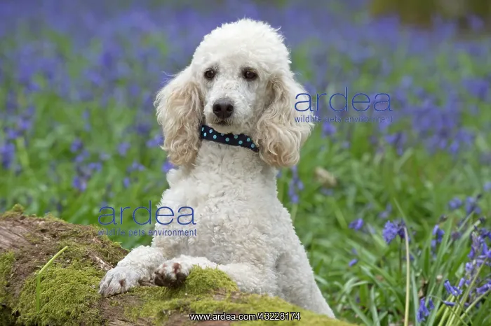  : Dog Miniature Poodle in a Bluebell wood