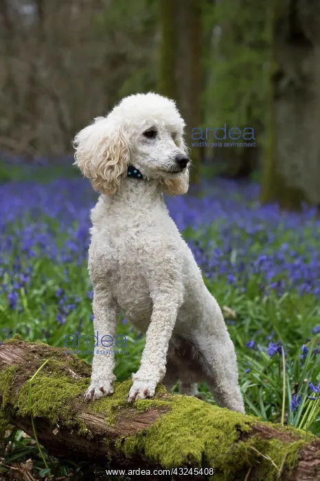  : Dog Miniature Poodle in a Bluebell wood