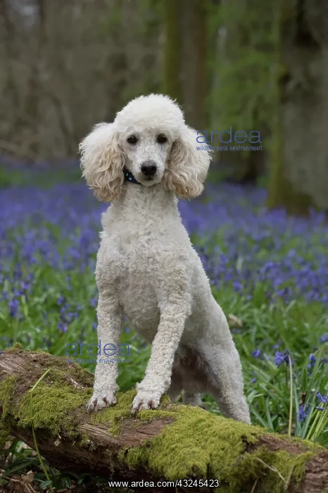 : Dog Miniature Poodle in a Bluebell wood