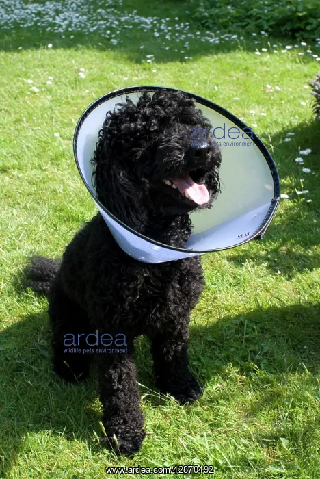 : Dog - Miniature Poodle with protective wimple : Dog - Miniature Poodle with protective wimple