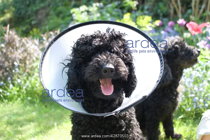 : Dog - Miniature Poodle with protective wimple : Dog - Miniature Poodle with protective wimple