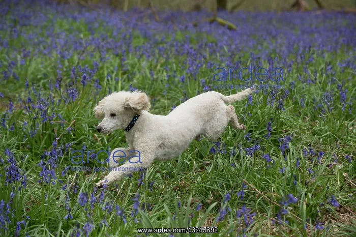  : Dog Miniature Poodle running in a Bluebell wood