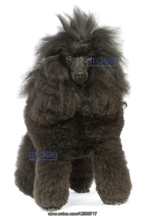 : Dog - Miniature Poodle in studio : Dog - Miniature Poodle in studio