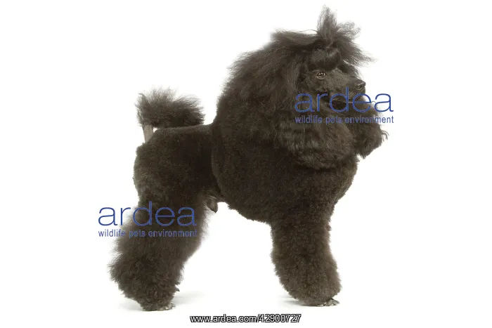 : Dog - Miniature Poodle in studio : Dog - Miniature Poodle in studio