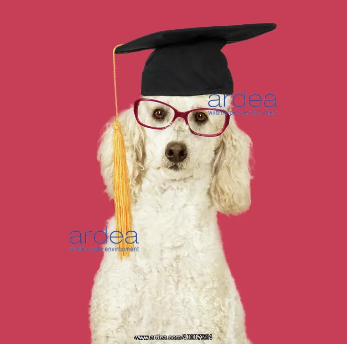 : DOG. Miniature Poodle wearing glasses and student : DOG. Miniature Poodle wearing glasses and student