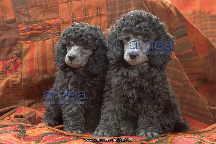  : Dog - Miniature Poodles