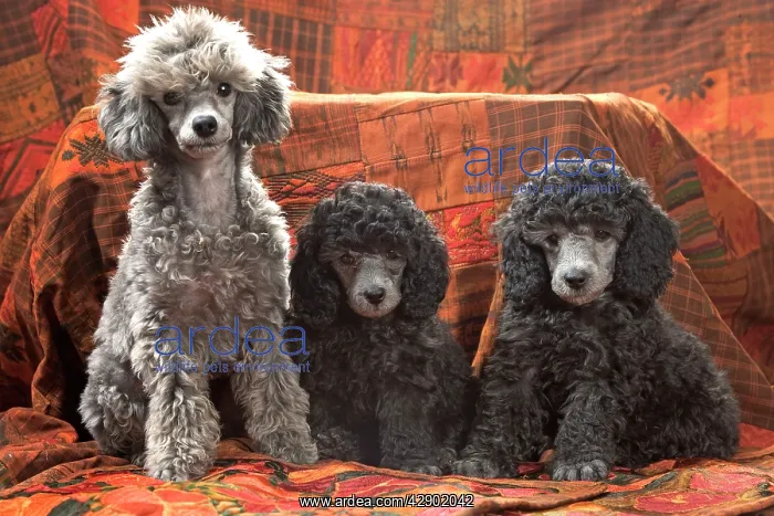  : Dog - Miniature Poodles