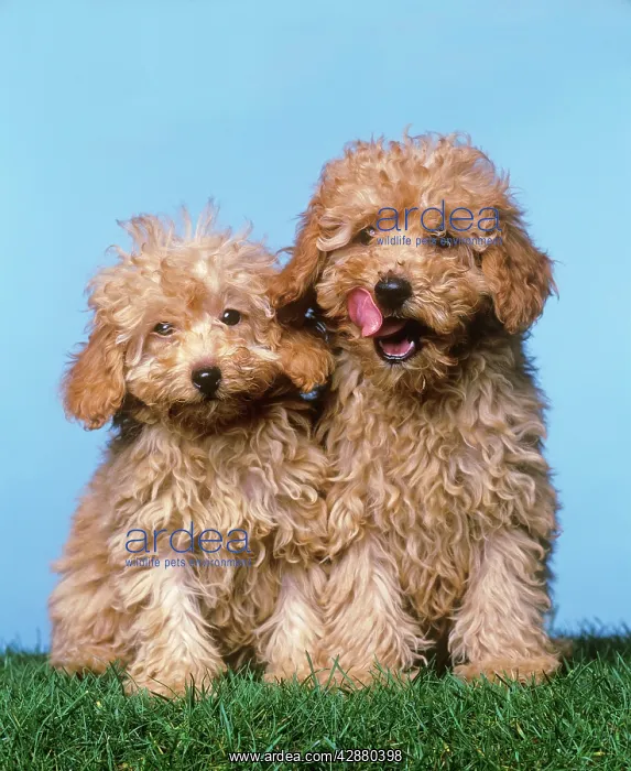  : Dog - Miniature POODLES  /  Barbone  /  Caniche