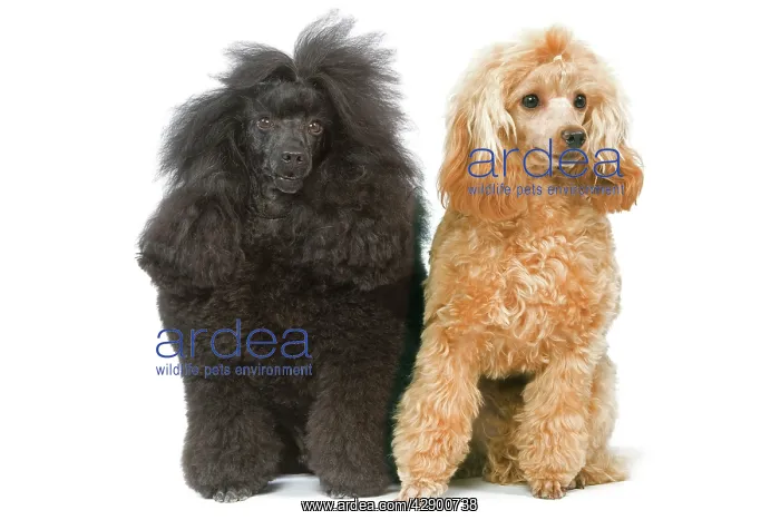 : Dog - Miniature Poodles in studio : Dog - Miniature Poodles in studio