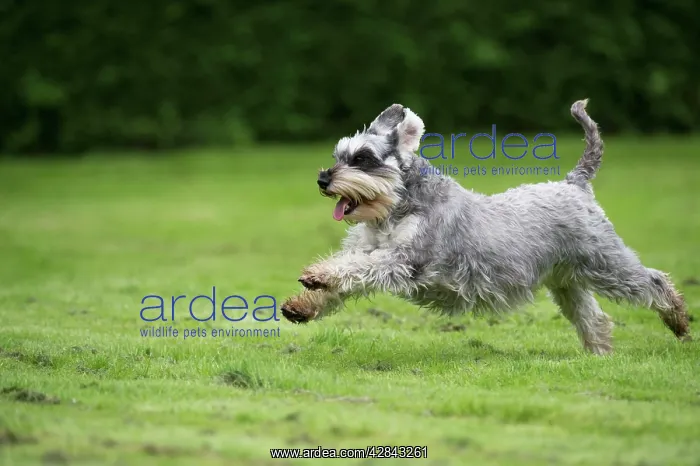 : DOG - Miniature Schanuzer - running through garden : DOG - Miniature Schanuzer - running through garden