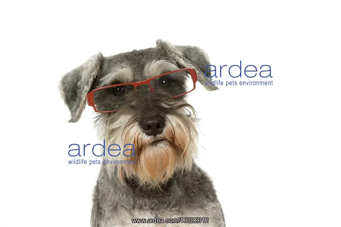  : Dog Miniature Schnauuzer wearing glasses