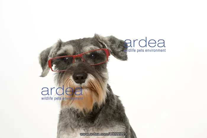  : Dog Miniature Schnauuzer wearing glasses