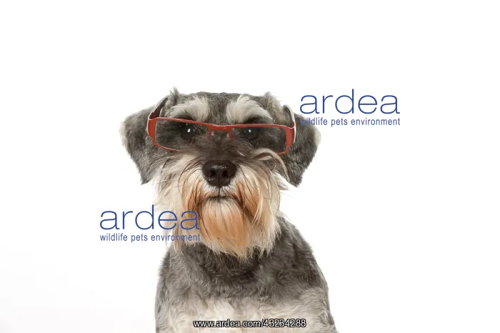 : Dog Miniature Schnauuzer wearing glasses : Dog Miniature Schnauuzer wearing glasses