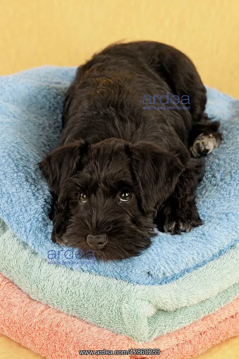 : Dog - Miniature Schnauzer - 10 week old puppy - : Dog - Miniature Schnauzer - 10 week old puppy -