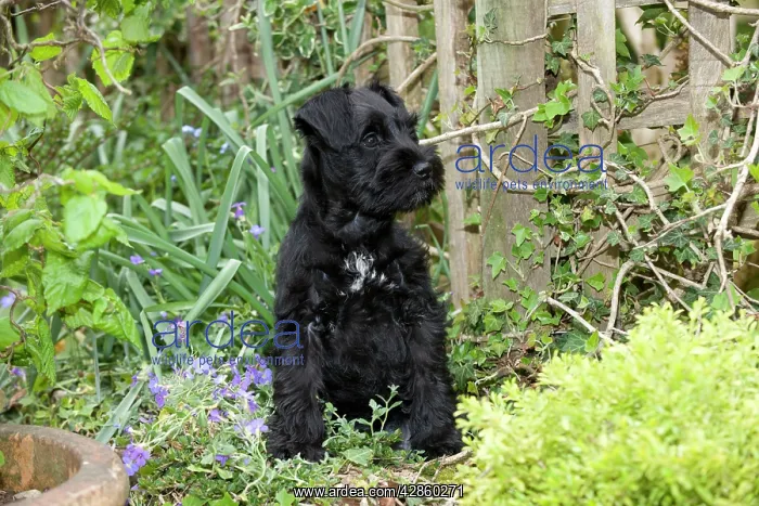 : Dog - Miniature Schnauzer - 10 week old puppy - : Dog - Miniature Schnauzer - 10 week old puppy -