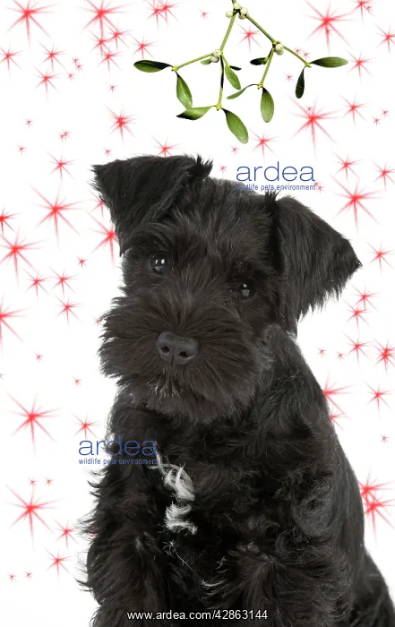 : Dog - Miniature Schnauzer - 10 week old puppy - : Dog - Miniature Schnauzer - 10 week old puppy -