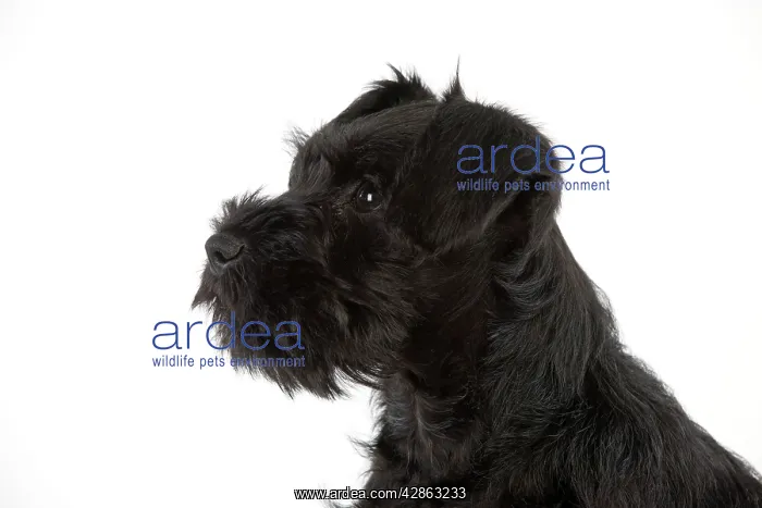 : Dog - Miniature Schnauzer - 10 week old puppy : Dog - Miniature Schnauzer - 10 week old puppy