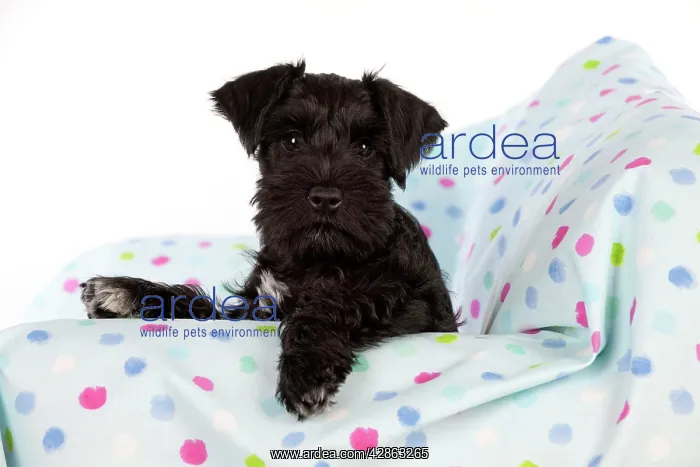: Dog - Miniature Schnauzer - 10 week old puppy - : Dog - Miniature Schnauzer - 10 week old puppy -