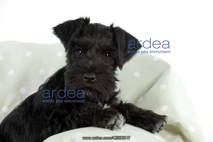: Dog - Miniature Schnauzer - 10 week old puppy - : Dog - Miniature Schnauzer - 10 week old puppy -