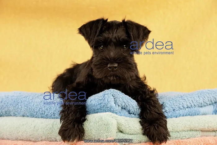 : Dog - Miniature Schnauzer - 10 week old puppy - : Dog - Miniature Schnauzer - 10 week old puppy -