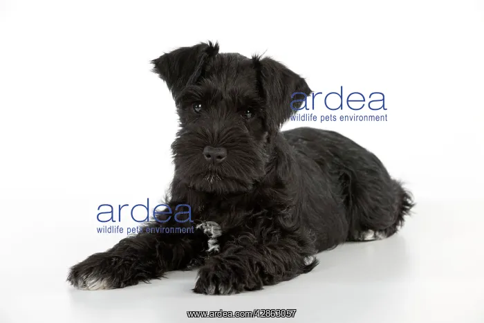 : Dog - Miniature Schnauzer - 10 week old puppy - lying down : Dog - Miniature Schnauzer - 10 week old puppy - lying down