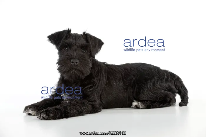  : Dog - Miniature Schnauzer - 10 week old puppy - lying down