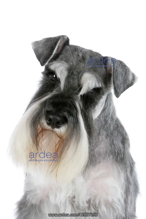 : Dog - Miniature Schnauzer : Dog - Miniature Schnauzer