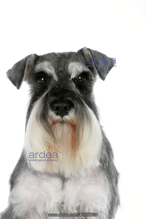  : Dog - Miniature Schnauzer