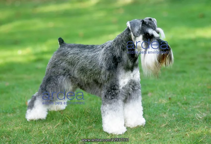  : Dog - Miniature Schnauzer