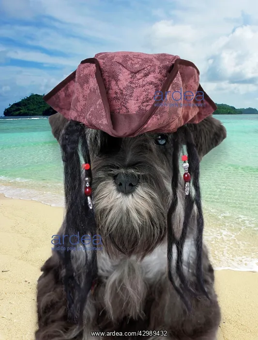 : Dog - Miniature Schnauzer : Dog - Miniature Schnauzer