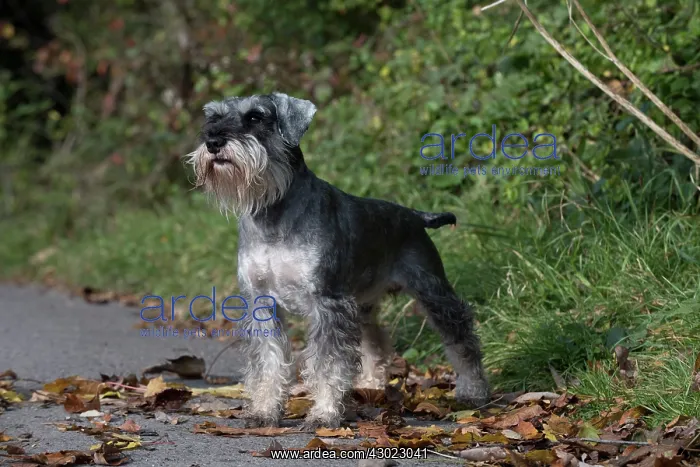 : Dog Miniature Schnauzer : Dog Miniature Schnauzer