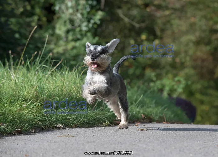 : Dog Miniature Schnauzer : Dog Miniature Schnauzer