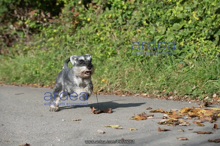 : Dog Miniature Schnauzer : Dog Miniature Schnauzer