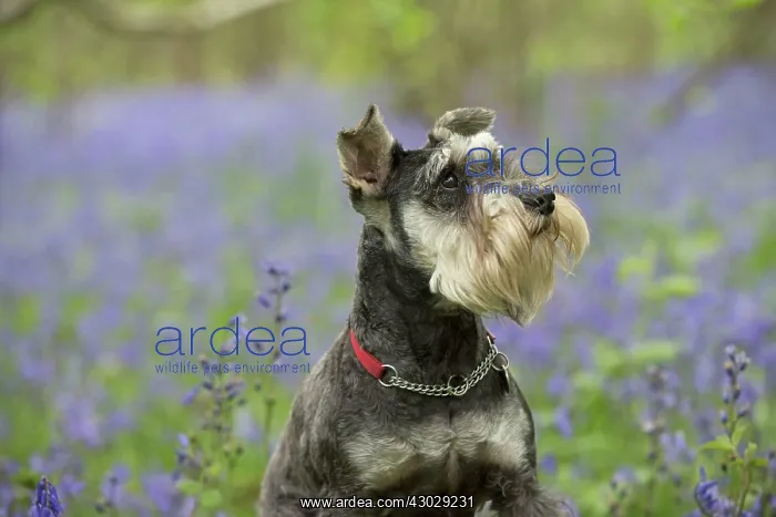: Dog Miniature Schnauzer : Dog Miniature Schnauzer