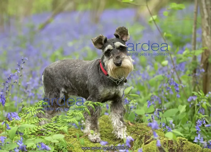 : Dog Miniature Schnauzer : Dog Miniature Schnauzer