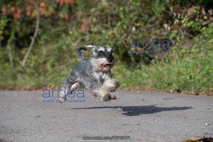 : Dog Miniature Schnauzer : Dog Miniature Schnauzer