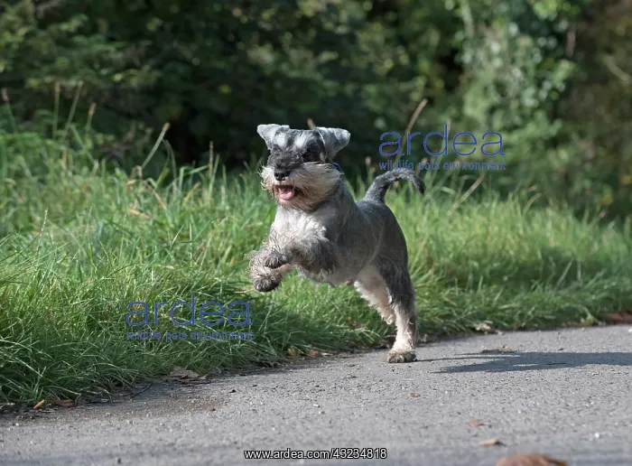 : Dog Miniature Schnauzer : Dog Miniature Schnauzer