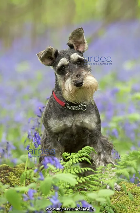: Dog Miniature Schnauzer : Dog Miniature Schnauzer