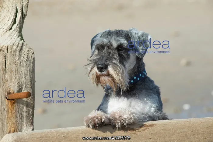 : Dog Miniature Schnauzer on the beach looking over the break water : Dog Miniature Schnauzer on the beach looking over the break water