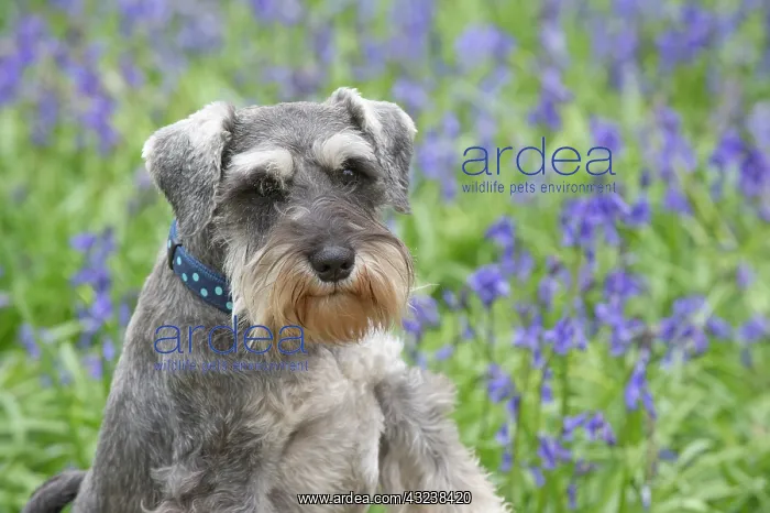 : Dog Miniature Schnauzer in Bluebell wood : Dog Miniature Schnauzer in Bluebell wood