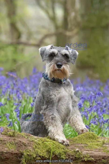 : Dog Miniature Schnauzer in Bluebell wood : Dog Miniature Schnauzer in Bluebell wood